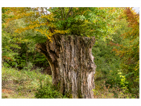 Inge und Günther Nädele