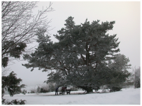 Sieglinde Seitz, Rainer Schmitt