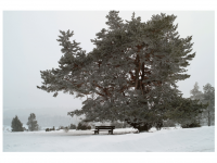 Sieglinde Seitz, Rainer Schmitt