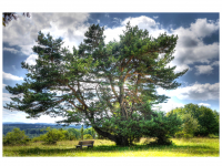 Sieglinde Seitz, Rainer Schmitt