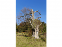 Sieglinde Seitz, Rainer Schmitt