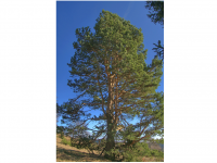 Sieglinde Seitz, Rainer Schmitt