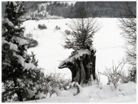 Sieglinde Seitz, Rainer Schmitt