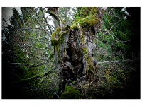 Siegmar und Marcel Riede