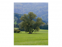 Zwischen Weilstetten und Rosswangen