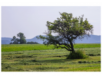 Zwischen Weilstetten und Rosswangen