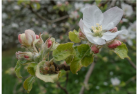 Peter Kästle - Apfelblüte