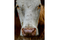 Christel Schäfer - Was guckst Du?