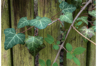 Peter Kästle - Efeu