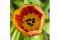 Ernst Schatz - Tulpe