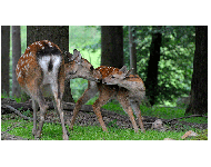 Vereinswettbewerb vom 20.02.2017 - 