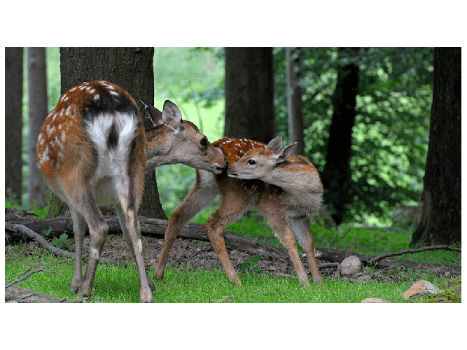 Vereinswettbewerb vom 20.02.2017 - 