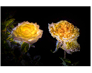 Vereinswettbewerb vom 20.02.2017 - 