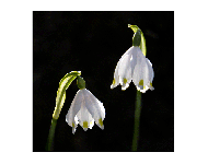 Vereinswettbewerb vom 29.05.2017 